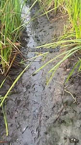 Setting Traps for Turtle Conservation Research