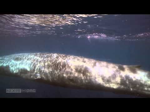 The Real Creatures of Primeval- Mosasaur