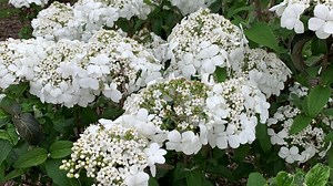 When does Spring start? It may feel like it but first day of spring is still weeks away