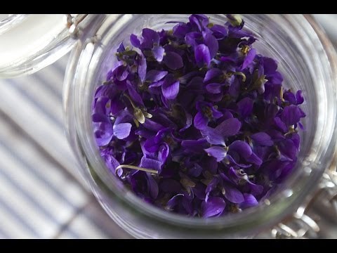 Making Perfume from Violets: Enfleurage | Fresh P