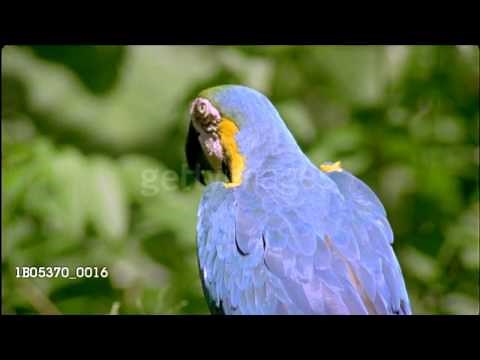 world animals remake macaw music video