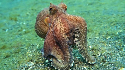 6.4K views · 30 reactions | See how this coconut octopus moves in a strange way. It's possible it is holding prey or it could be mimicking another creature - a skill the octopus is very good at. | National Geographic UK | Facebook