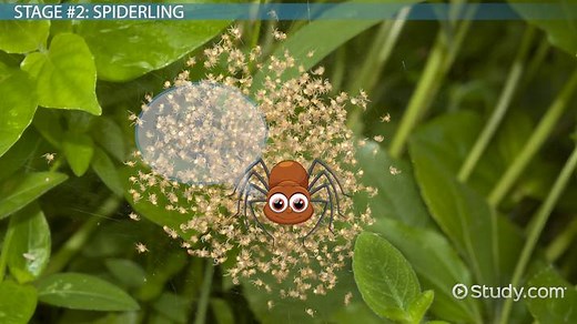 Life Cycle of a Spider: Lesson for Kids