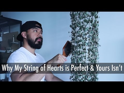 How to Care, Grow and Propagate String of Hearts | Houseplant Care Tips 2021