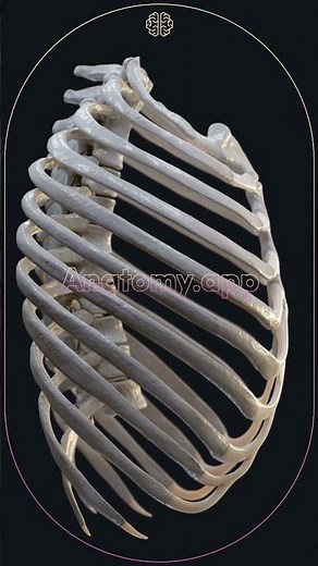 Biomechanics of the thorax during breathing