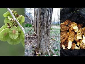ELM TREE IDENTIFICATION GUIDE FOR MOREL MUSHROOM FORAGERS - SLIPPERY ELM TREES vs AMERICAN ELM 2024