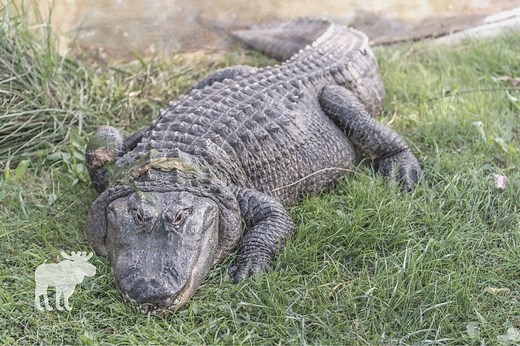 How To Run Away From An Alligator On Land? — Forest Wildlife