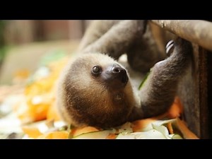 CUTE: Baby sloth at feeding time!