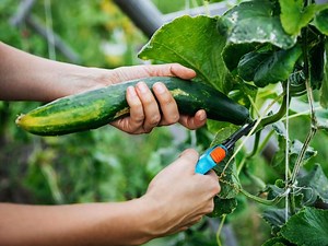 How To Grow And Care For Cucumbers - Bunnings Australia