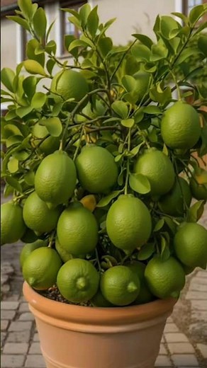 🌱 How to Grow Lemon Tree from Cuttings at Home | Step-by-Step Guide