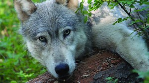Oregon wolf territory expands but population holds steady in 2023, report finds