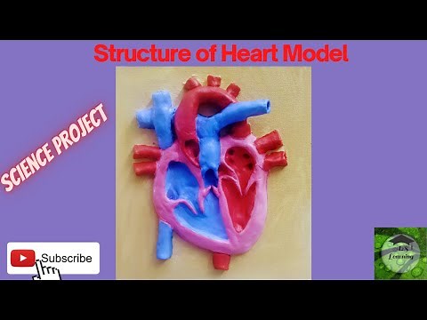 Structure of the Heart - Model | Science Project | Heart Model