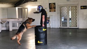 16K views · 118 reactions | GSD BARCLAYS Residential Programme “Personal Protection” We look to improve the VIGOUR In his handler defence and hold&bark | DDR GUARD DOGS | Facebook