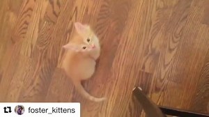 400K views · 19K reactions | Boris the ginger kitty loves to talk (courtesy: foster_kittens) | Love Meow | Facebook