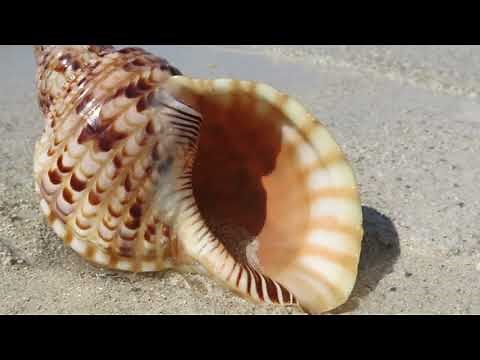 Sounds of the Conch Shell (Giant Sea Snail Shell)