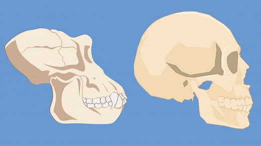 What is evolution? – KS2 Science curriculum - BBC Bitesize