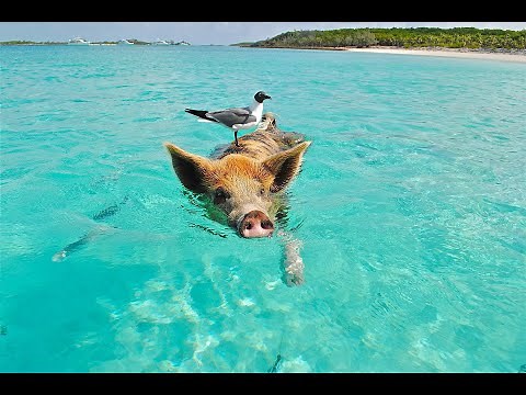 Meet the Breeds - Exploring Different Types of Pigs