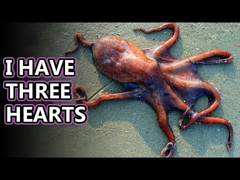 Octopus facts: what is an octopus? | Animal Fact Files
