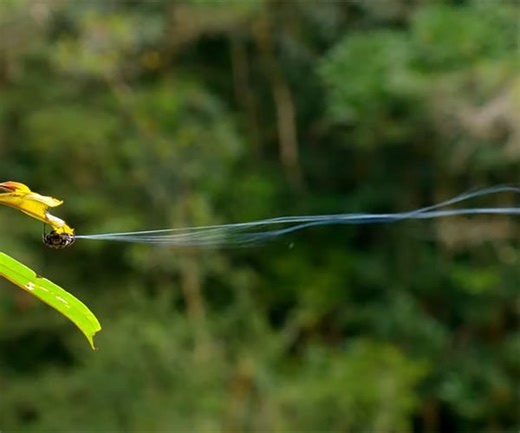 Darwin's Bark Spider Shoots Webs up to 80 Feet Long