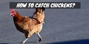 How to Catch Chickens: 6 Ways - Sorry Chicken