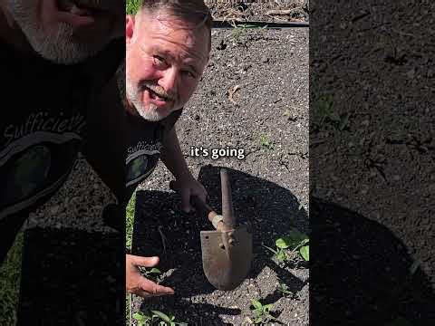 What Happens to Buried Fish Waste After 4 Months in the Garden?