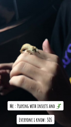 ‏Insect lover🪳🪲🪰🐞🦗🕷️🦂#insectlover