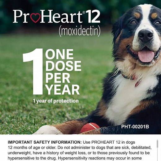 One ProHeart® 12 (moxidectin) dose ensures one full year of heartworm disease protection. Prescribing Info: https://bit.ly/PH12AD2FB | Zoetis