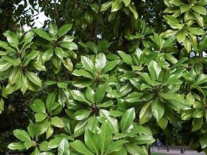 Growing, Pruning & Caring for Magnolia  - Bunnings New Zealand