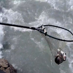 154K views · 1K reactions | Diversified Methods Of Catching Fish_Amazing Fishing Video | Pets US | Facebook