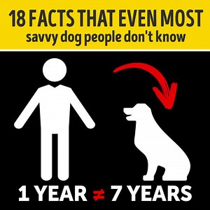 559K views · 5.5K reactions | 18 facts that even most savvy dog people don't know We know how to lift your mood https://bit.ly/3kHk4ol | Bright Side | Facebook