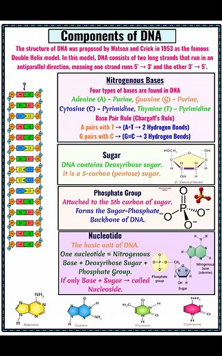 27K views · 303 reactions | DNA Double Helix Model (Watson & Crick, 1953) – The Blueprint of Life 溺 Antiparallel strands, hydrogen bonds, and a strong sugar-phosphate backbone make DNA the perfect genetic storage system. #DNA #DoubleHelix #WatsonAndCrick #MolecularBiology #Genetics #StudyNotes #ScienceFacts #BiologyStudents #LifeScience #ExamPreparation #BiologyNotes | Josh Study point | Facebook