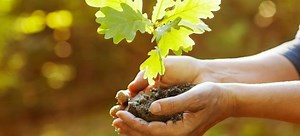 Relocate and Transplant an Oak Tree | DoItYourself.com