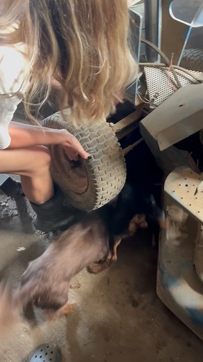 When we found the groundhog digging under the concrete floor in the barn/garage 😆 Also, old lawnmowers are heavy. #terriers #dachshunds | TrashTerriers