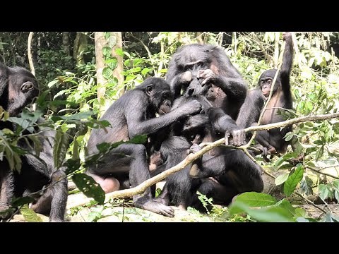Grooming Behaviors in Wild Bonobos!