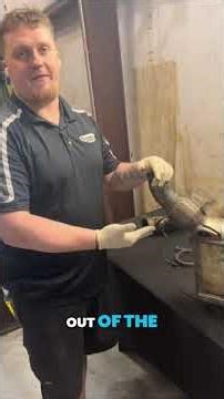 Diesel Particulate Filter: Cleaning vs. Replacement