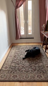 Our video manager loves these folding mattresses—also called tri-folds—to host people in her Brooklyn home (or to offer a cushy play space for her toddler). Plus they're currently on sale for $90. nyti.ms/4brBKj8 | Wirecutter