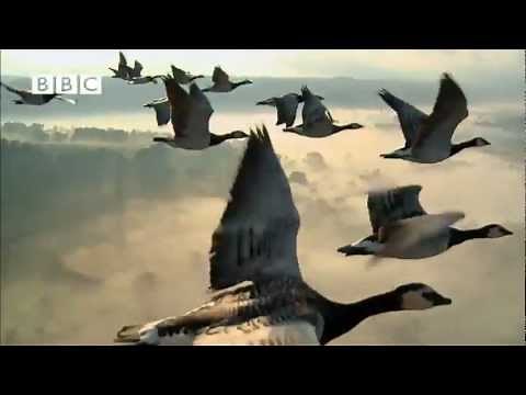 BBC's Earthflight - Trailer