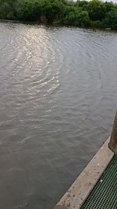 Throwing the cast net for some bait shrimp. #CastNetFishing #castnet #shrimping #shrimp #shrimpseason #Louisiana | Lance Billiot