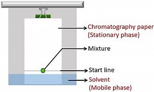Separation of Plant Pigments by Paper Chromatography - Biology Reader