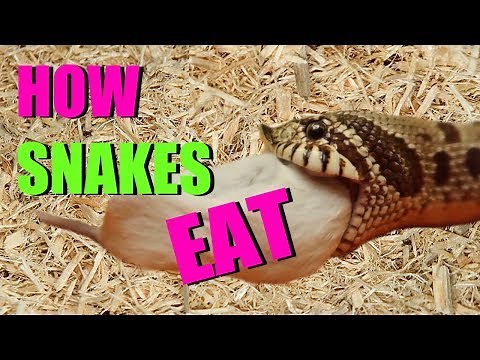 HOW SNAKES EAT