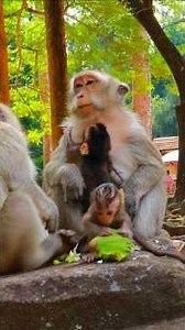 Adorable Two Babies Dallas & Marla