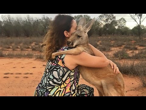 When Animals Showing Love to Humans by Their Cute Way