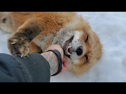 Differences between the Arctic fox, Red fox, and Grey fox species