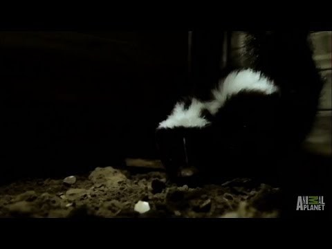 Skunk House | Infested!
