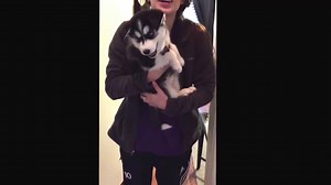 This husky puppy can talk! But what is it saying? | The Brightside