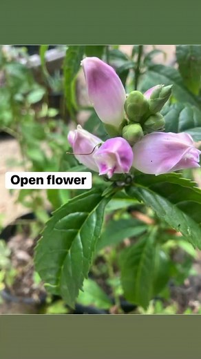 1K views · 44 reactions | Chelone obliqua var. obliqua, or red...