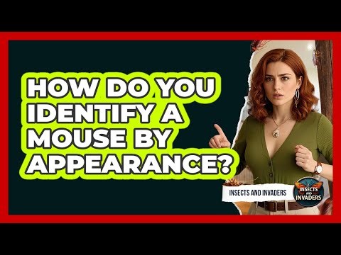 How Do You Identify a Mouse By Appearance?