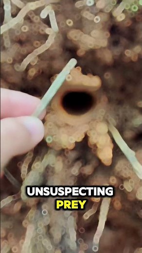 Trapdoor Spider: Nature's Ambush Predator! 🕷️🎯 #facts