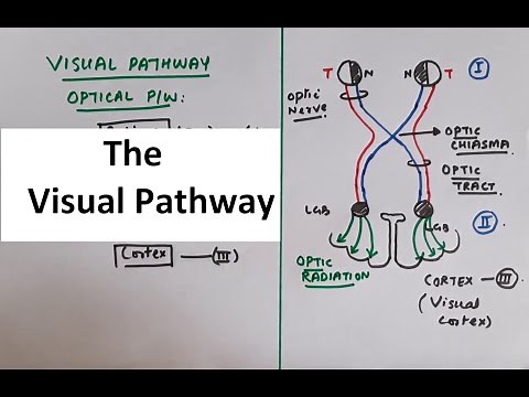Special Senses Physiology - Vision Part 3 The Visual Pathway