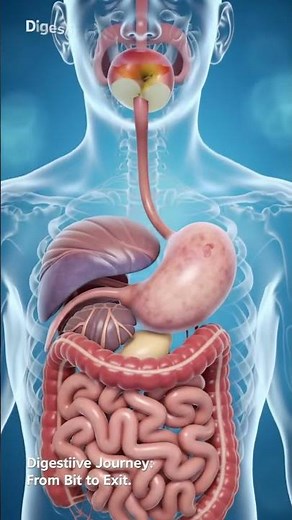 Human Digestive System Animation | Full Process from Eating to Stool
